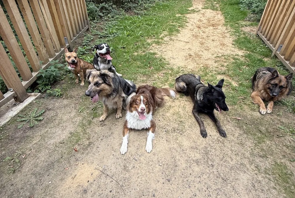 Group dog training session