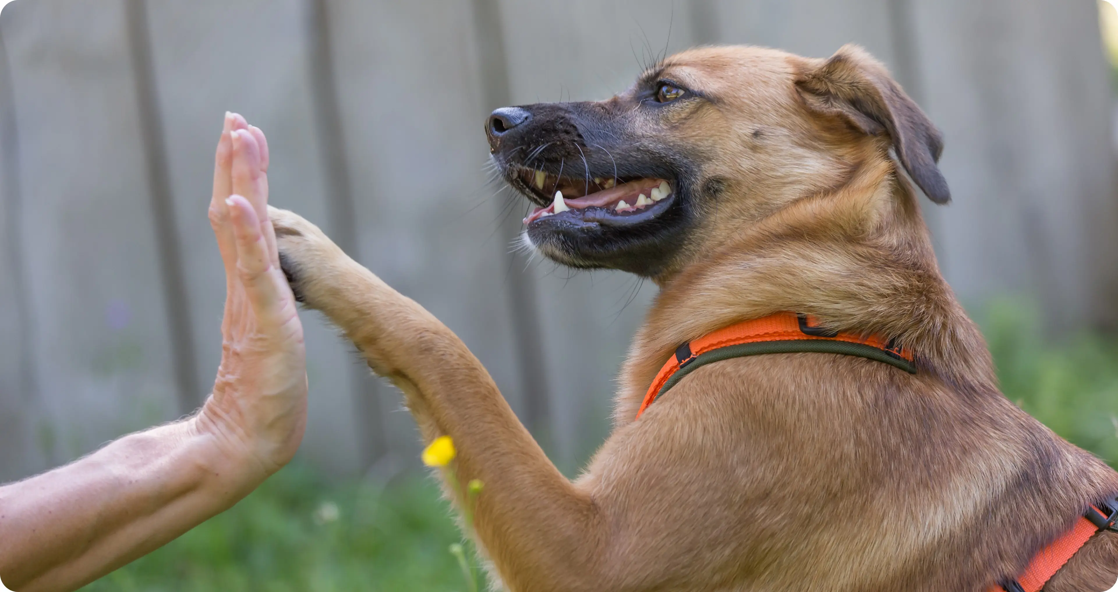 Dog Training Services Prices Pawradise Luxembourg dog-training-services-prices-pawradise-luxembourg
